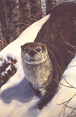 otter